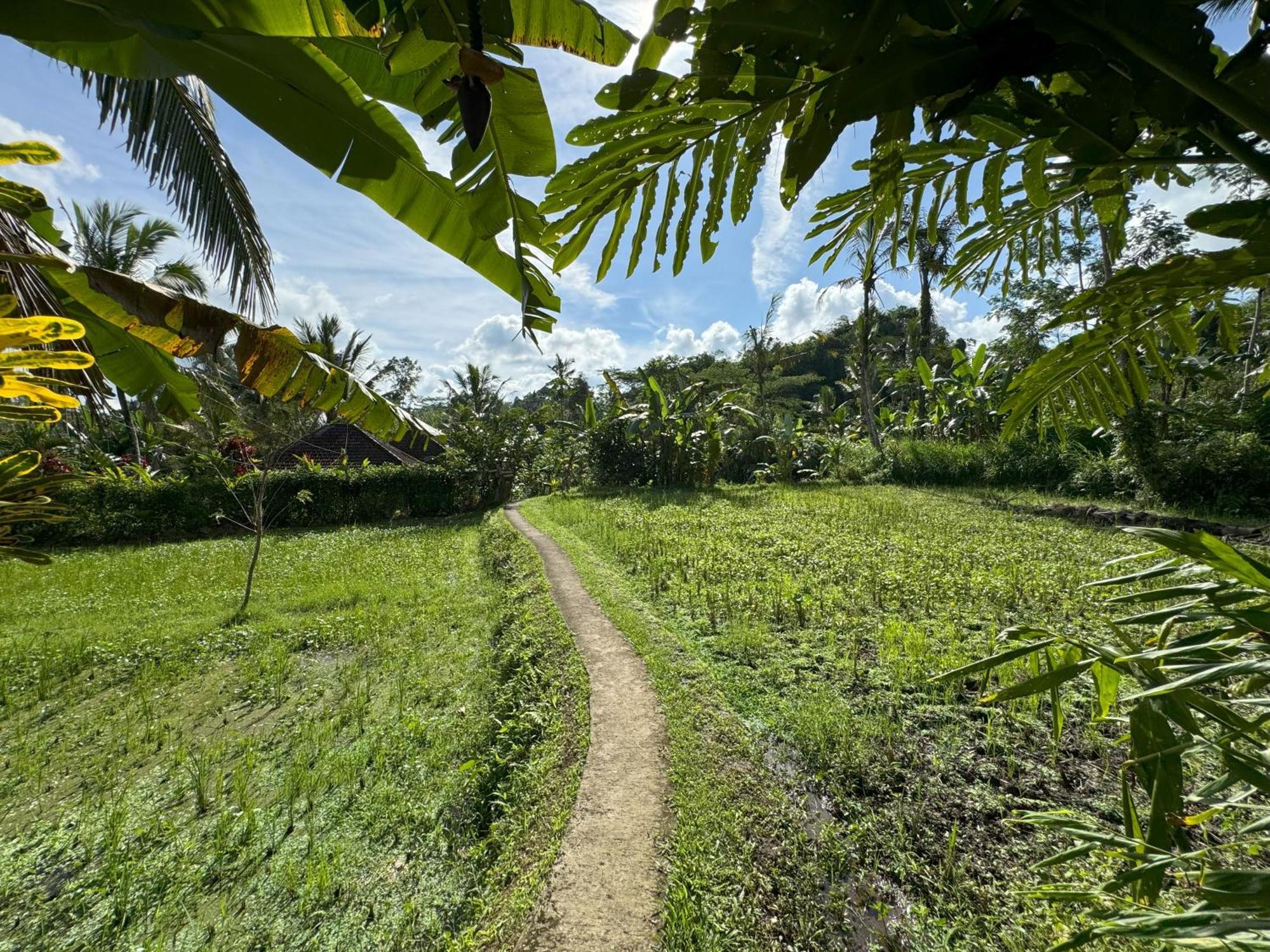 Dewa Jati Cottages Payangan Esterno foto